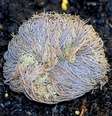 Plantas de ressurreição, como a Selaginella lepidophylla, podem sobreviver a meses de seca  Foto: Alamy / BBC News Brasil
