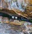 Primeiras cabras teriam chegado há mais de 200 anos em Abrolhos   Foto: Reprodução/Jessyca Teixeira/ICMBio Abrolhos