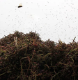 Enxame de mosquitos está rodeando a região da Toscana, na Itália  Foto: Getty Images