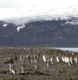 Ilhas Heard e McDonald não possuem habitantes; territórios são povoados por animais como os pinguins  Foto: Reprodução/antarctica.gov.au | Foto: Stephen Brown/AAD