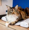 maior gato do mundo maine coon deitado  Foto: Patas Da Casa