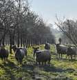 Imagem de arquivo mostram ovelhas entre macieiras em Bain-de-Bretagne, no oeste da França, em 12/01/25.  Foto: AFP - JEAN-FRANCOIS MONIER / RFI