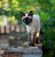 gato Siamês em cima de muro  Foto: Patas Da Casa