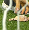 (  Foto: Reprodução/X / Esporte News Mundo