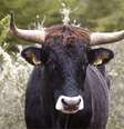 O tauros é uma versão criada do auroque, uma espécie extinta de gado bovino  Foto: Izabela Cardoso e Fernando Teixeira / BBC News Brasil