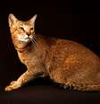 O gato chausie é ideal para tutores que desejam um felino carismático e curioso  Foto: Tania__Wild | Shutterstock / Portal EdiCase