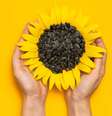 É do signo de Fogo? Tenha essas ervas com você  Foto: Shutterstock / João Bidu