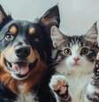Entenda como funciona o Sistema de Cadastro Nacional de Animais Domésticos (SinPatinhas)   Foto: Freepik