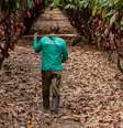Fazenda Dedo de Deus é responsável por parcela da produção da Cacau Show  Foto: Cacau Show/Divulgação / Estadão