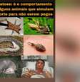 Meme publicado pelo filho de Lula que compara Bolsonaro a animal que se finge de morto  Foto: Reprodução/Instagram