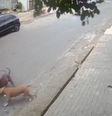 Grávida cai ao proteger cão de ataque em SP  Foto: Reprodução
