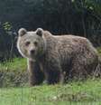 Urso fotografado em Auzat, no Parque Natural dos Pirineus, na França. Imagem ilustrativa  Foto: © Association Pays de l'ours / RFI