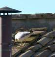 Gaivota foi capturada pela câmera oficial do Vatican News  Foto: Reprodução/Vatican News