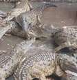 Crocodilos-do-orinoco reunidos antes de serem liberados em rio na Venezuela  Foto: Instagram/@zoo_lesliepantin / Reprodução