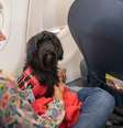 STJ decide que companhias aéreas podem recusar embarque de animais de suporte emocional  Foto: Getty Images