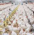Segundo o governo, Serviço Veterinário brasileiro está sendo treinado e equipado para o enfrentamento da gripe aviária desde os anos 2000  Foto: Divulgação/Ministério da Agricultura / Estadão