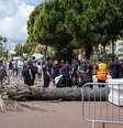 Queda de palmeira deixa homem gravemente em Cannes, em pleno festival de cinema  Foto: Lewis Joly/Invision/AP - Lewis Joly / RFI