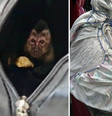 Casal suspeito de caçar animais silvestres é preso em flagrante no RJ  Foto: Reprodução/ICMBio