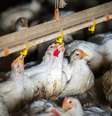 UE reconhece Brasil como livre da gripe aviária e retira suspensão sobre frango
  Foto: Reprodução/Getty Images