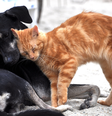 Você sabia que animais também podem receber um diagnóstico de saúde mental? Entenda o procedimento utilizado por veterinários  Foto: Reprodução: Pixabay/Mariamza / Bons Fluidos