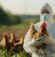 Entenda se existe risco de se contaminar ingerindo ovos ou frango  Foto: Freepik