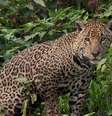 Onça-pintada: Muito conhecida do Pantanal brasileiro, a onça-pintada está classificada como "quase ameaçada" por conta do desmatamento e da perda das florestas tropicais.  Foto: Rogério Cunha de Paula ICMBio / Flipar
