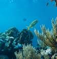 Novo estudo mostra que humanidade conhece apenas 0,001% do oceano profundo; maior parte da área continua um mistério  Foto: Reprodução: Samson Bush/Pexels / Bons Fluidos