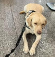 Cão acompanharia uma passageira que pretendia levá-lo para sua irmã, portadora de transtorno do espectro autista (TEA)  Foto: Reprodução/Redes Sociais