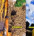 Colmeia com pelo menos 80.000 abelhas é encontrada em telhado de escola em SC  Foto: Reprodução Instagram/@saojoaquimonline.com.br