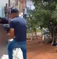 Ataques de pitbull na Bahia deixam mais de 30 aves mortas e três pessoas feridas  Foto: Reprodução/TV Bahia