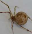 Aranha com fio de seda modificado  Foto: Faculdade de Bayreuth / Divulgação