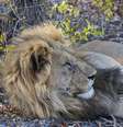 Um leão macho na Reserva de Caça Ongava, ao sul do Parque Nacional de Etosha, no noroeste da Namíbia.  Foto: Wolfgang Kaehler/LightRocket via Getty Images