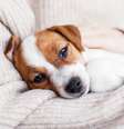 Saiba como entender as necessidades do seu pet por sua linguagem corporal  Foto: Shutterstock / Alto Astral