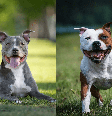 O pitbull e o american staffordshire terrier são cachorros diferentes  Foto: GoDog Photo e Eve Photography | Shutterstock / Portal EdiCase