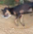 Polícia investiga mortes por envenenamento de mais de 20 cães e gatos em Junco, na Bahia  Foto: Reprodução/Instagram:@apa_p4tas