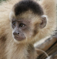 Macaco caiarara (Cebus kaapori), nativo da Amazônia brasileira: pode perder 100% do seu habitat, especialmente devido à combinação dos impactos das mudanças climáticas e do desmatamento.  Foto: Ricardo Ferreira Esteves / iNaturalist, CC BY-NC / The Conversation