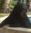 Urso negro durante visita a hidromassagem de uma casa na Flórida  Foto: Redes sociais / Reprodução
