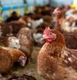 BB vê impacto pontual da gripe aviária nas exportações de frango.  Foto: Suno