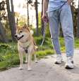 Cidade da Espanha aplica multa rigorosa para tutores de cães que não limparem fezes e urina das ruas  Foto: Freepik