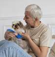 Veja opções de cachorros dóceis e calmos, ideias para tutores idosos  Foto: Freepik