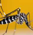 A doença, transmitida pelo mosquito tigre, já circula em um nível inédito para esta época do ano. O alerta foi feito nesta quarta-feira (25) pela agência de saúde pública francesa, a Santé publique France, em seu boletim semanal.  Foto: © shutterstock / RFI