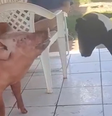 Porca Peppa aprendeu a latir com cachorros  Foto: Reprodução/Instagram