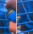 Em um vídeo feito pelo criminoso, ele aparece jogando tinta spray no animal. Ele foi detido e liberado  Foto: Reprodução/YouTube