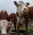 O Uruguai tem 11,3 milhões de vacas e 3,4 milhões de habitantes, o que faz dele o país com mais cabeças de gado per capita do mundo  Foto: AFP/Getty Images / BBC News Brasil