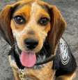 Freddie foi chutado com “tanta força” que chegou a ser “levantado do chão"  Foto: Divulgação/U.S. Customs and Border Protection