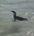 Pinguim foi visto em praia da zona sul carioca  Foto: Reprodução/ @ctlr_rapha_el