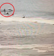 Tubarão ataca homem em praia da Flórida, nos Estados Unidos  Foto: Instagram / Reprodução