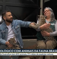 Repórter da Globo é "atacado" por filhote de onça  Foto: Reprodução/Globo