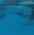 Orcas foram flagradas aparentemente "se beijando"  Foto: Reprodução/Redes sociais