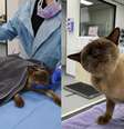 Gato Pablo ficou internado após ser encontrado em máquina de lavar e sobrevive  Foto: Reprodução/Sash